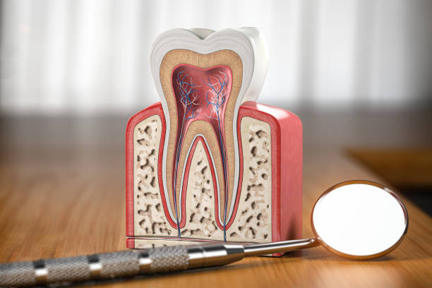 Cross section of a tooth with visible roots with a dental mirror infront